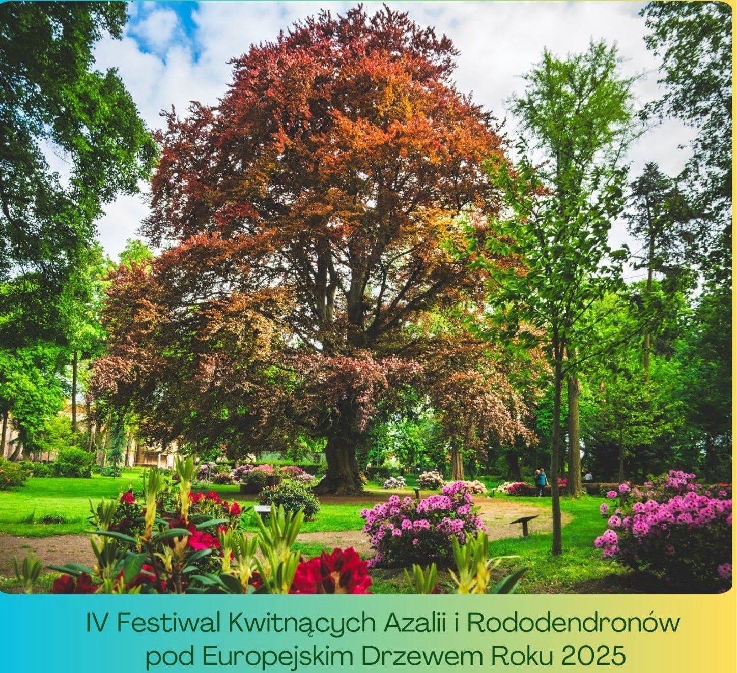 Festiwal Kwitnących Azalii i Rododendronów