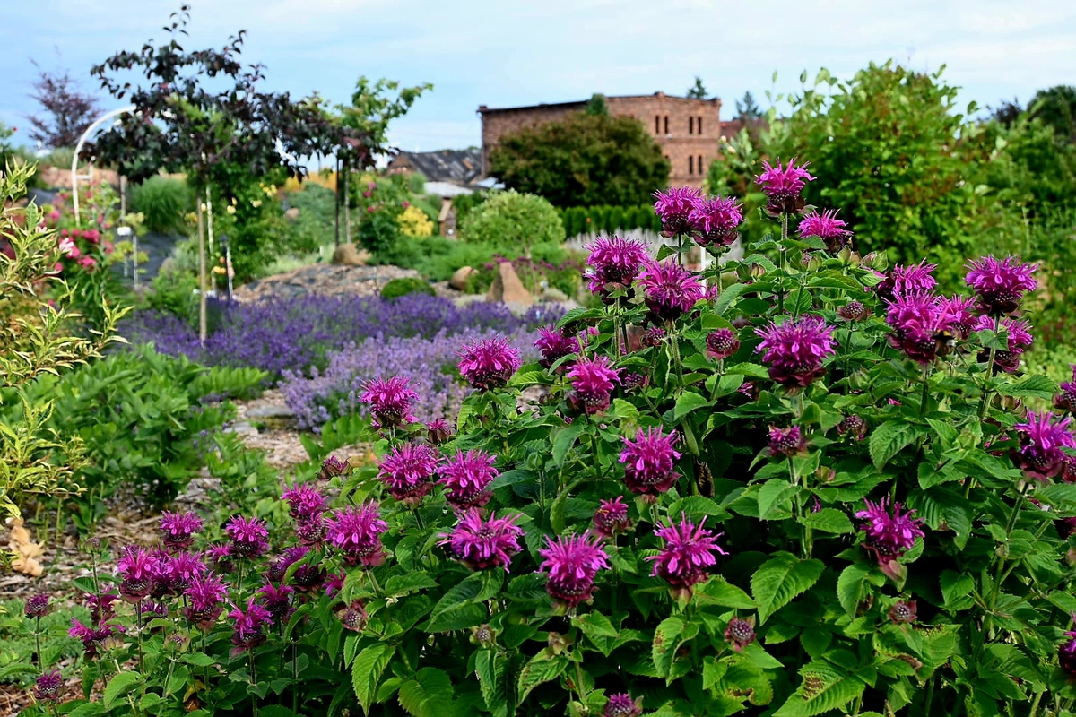 Wygląd Centrum Hortiterapii w czerwcu