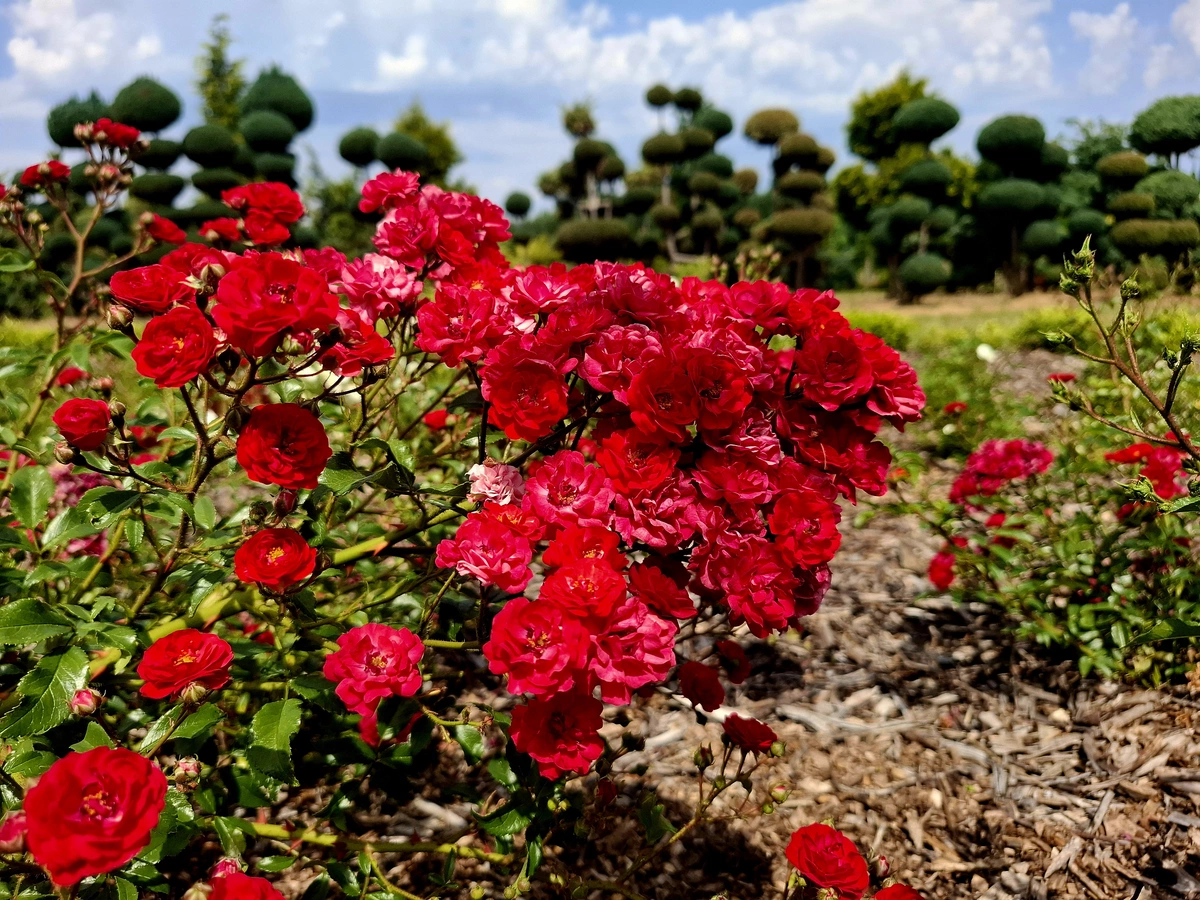 Wygląd Centrum Hortiterapii w czerwcu