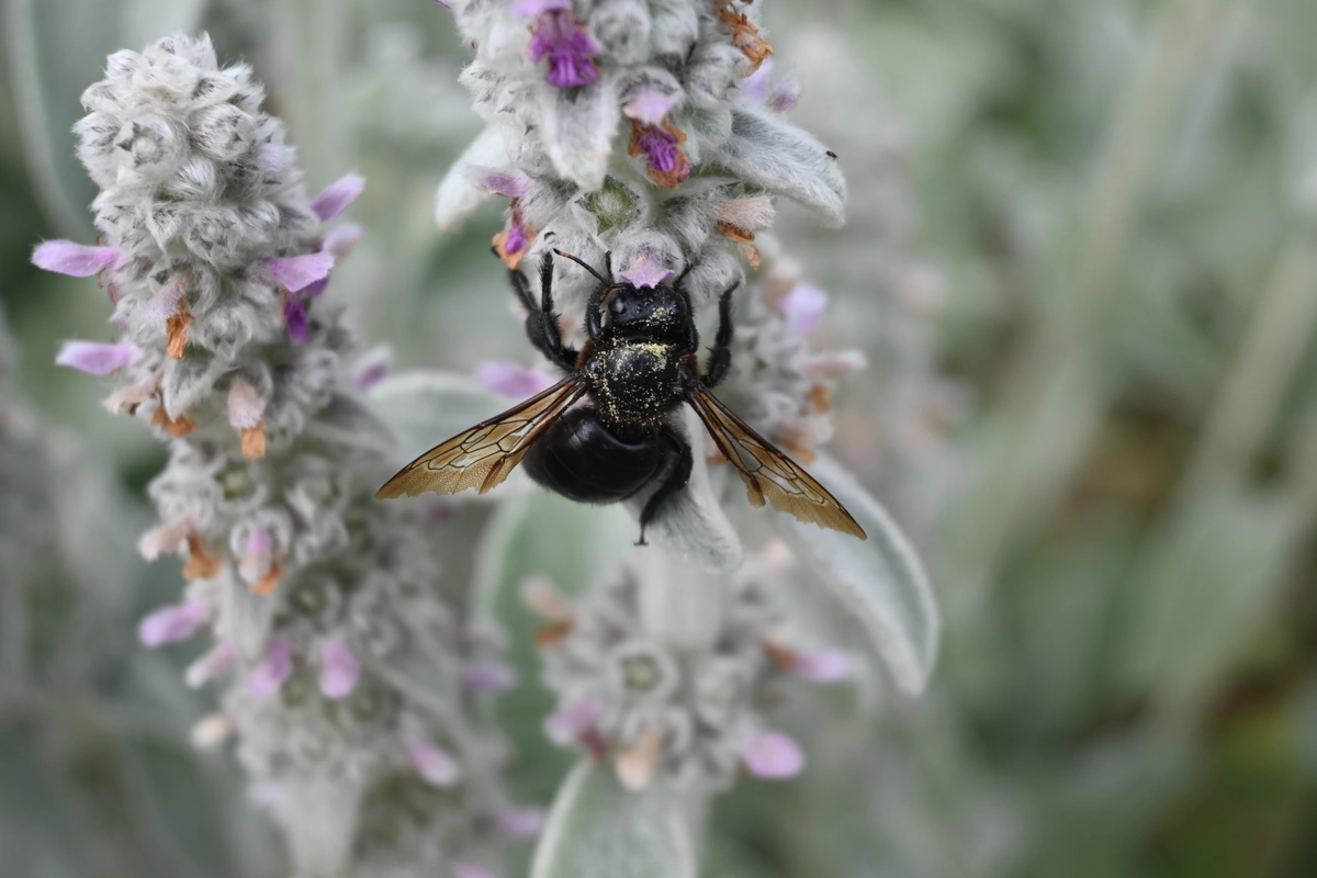 Wygląd Centrum Hortiterapii w czerwcu
