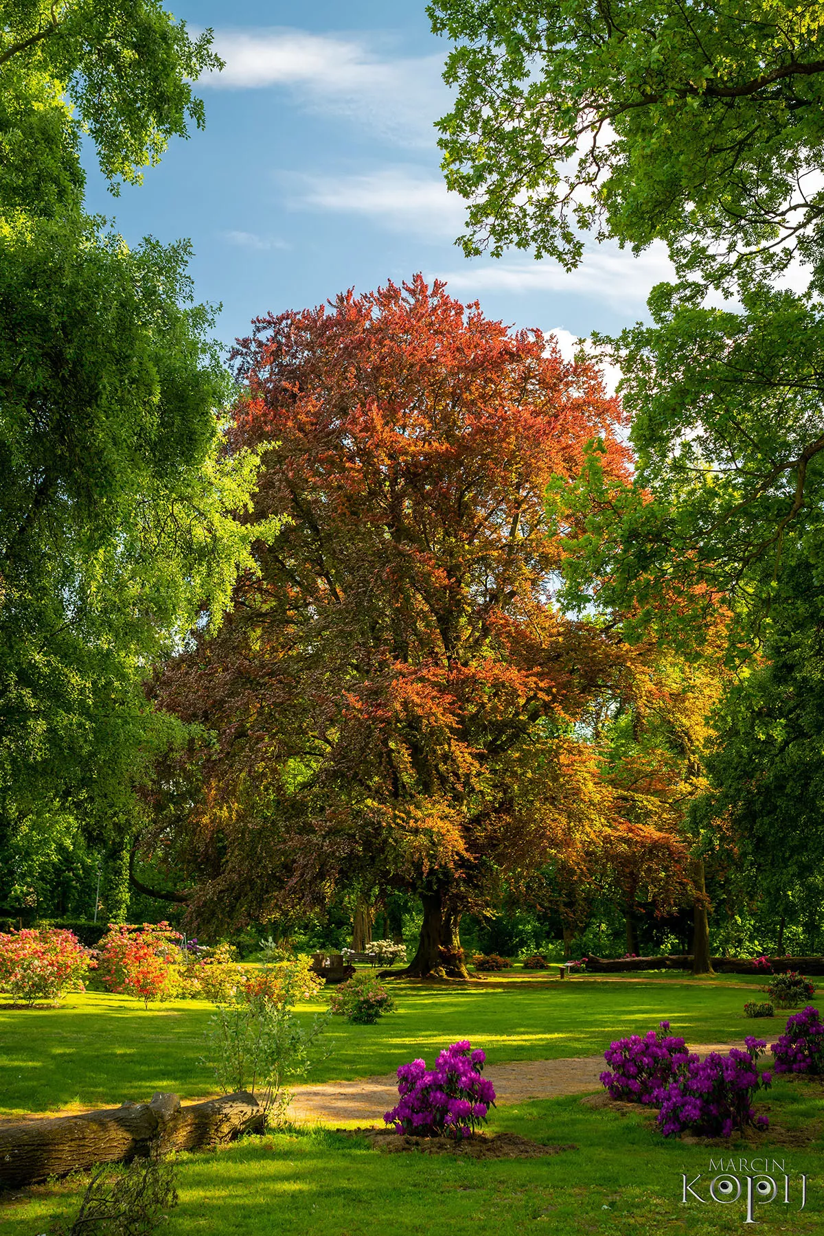 Park w Dalkowie z Europejskim Drzewem Roku 2025 - Serce Wzgórz Dalkowskich  