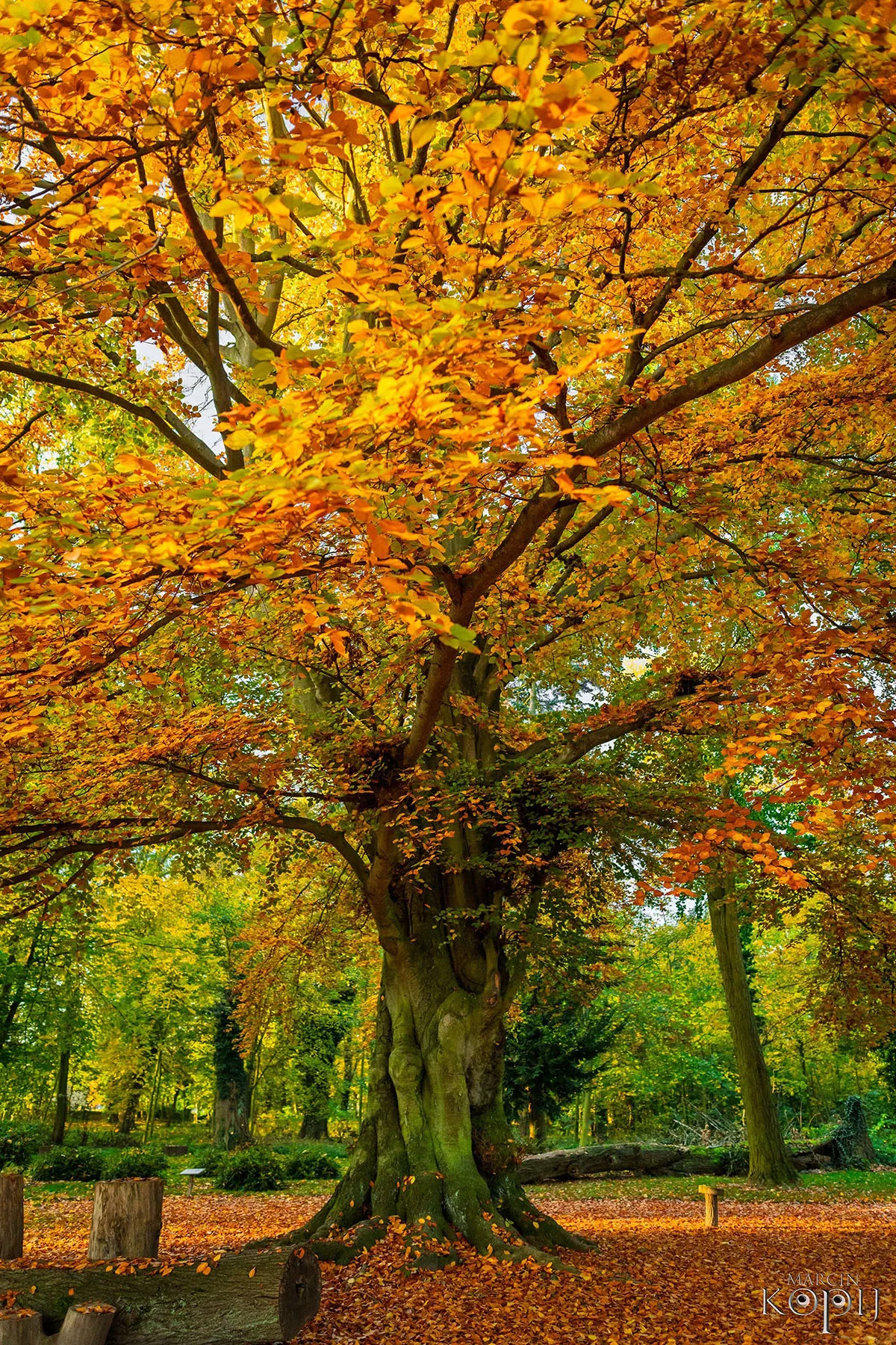 Park w Dalkowie z Europejskim Drzewem Roku 2025 - Serce Wzgórz Dalkowskich  