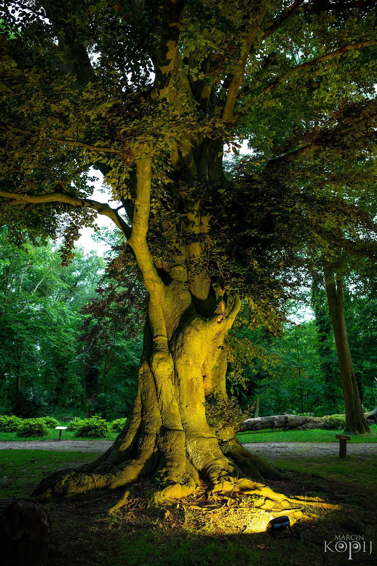 Park w Dalkowie z Europejskim Drzewem Roku 2025 - Serce Wzgórz Dalkowskich  