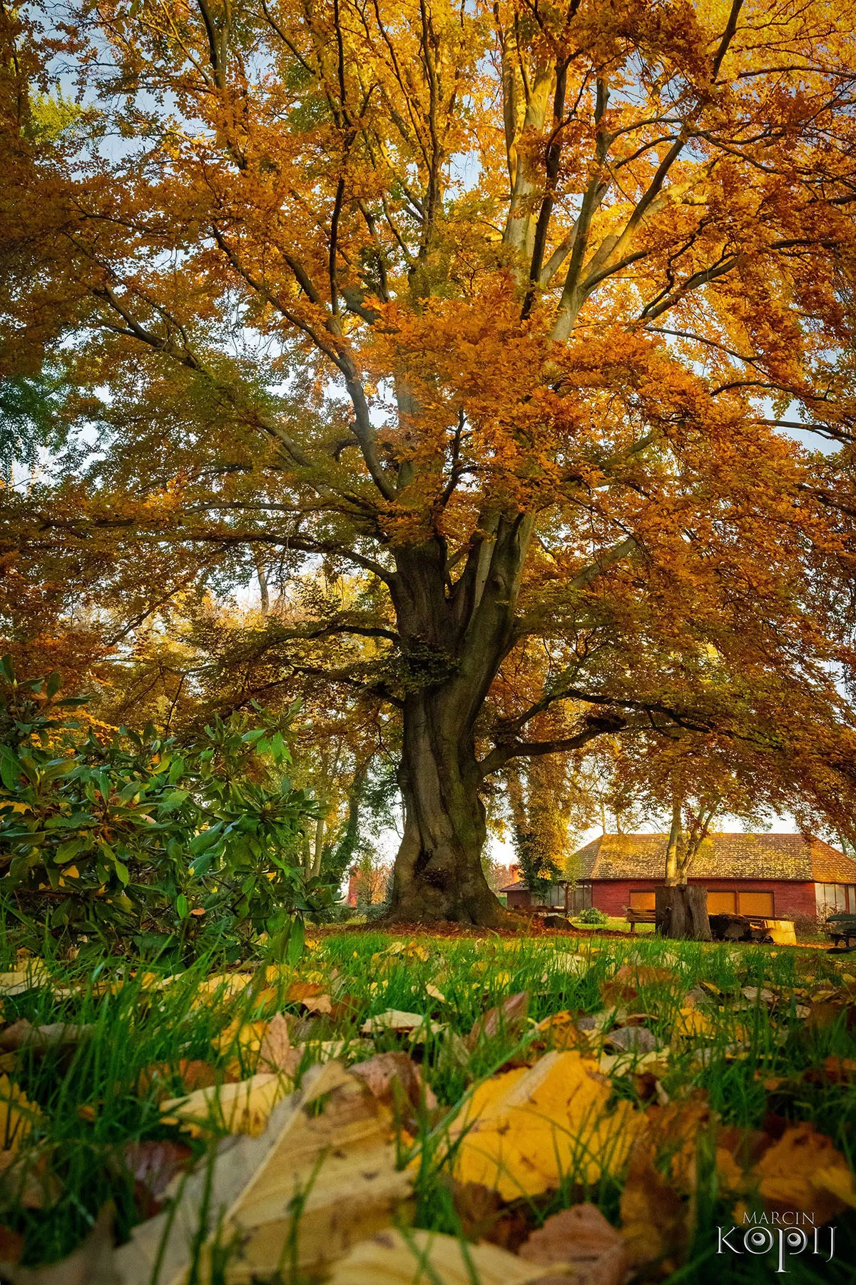 Park w Dalkowie z Europejskim Drzewem Roku 2025 - Serce Wzgórz Dalkowskich  