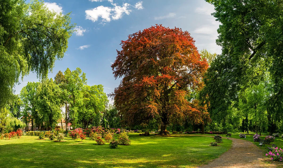 Park w Dalkowie z Europejskim Drzewem Roku 2025 - Serce Wzgórz Dalkowskich  