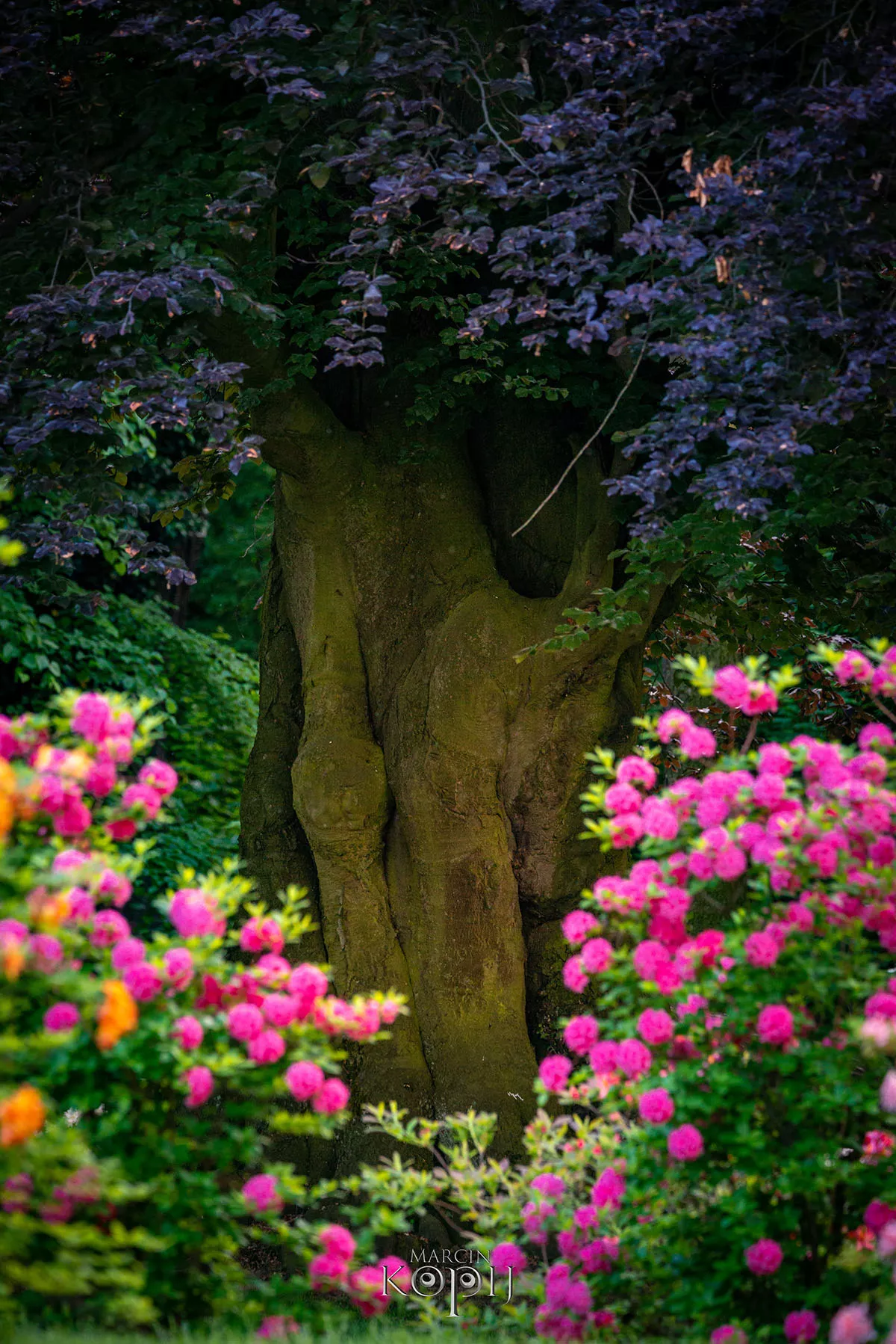 Park w Dalkowie z Europejskim Drzewem Roku 2025 - Serce Wzgórz Dalkowskich  