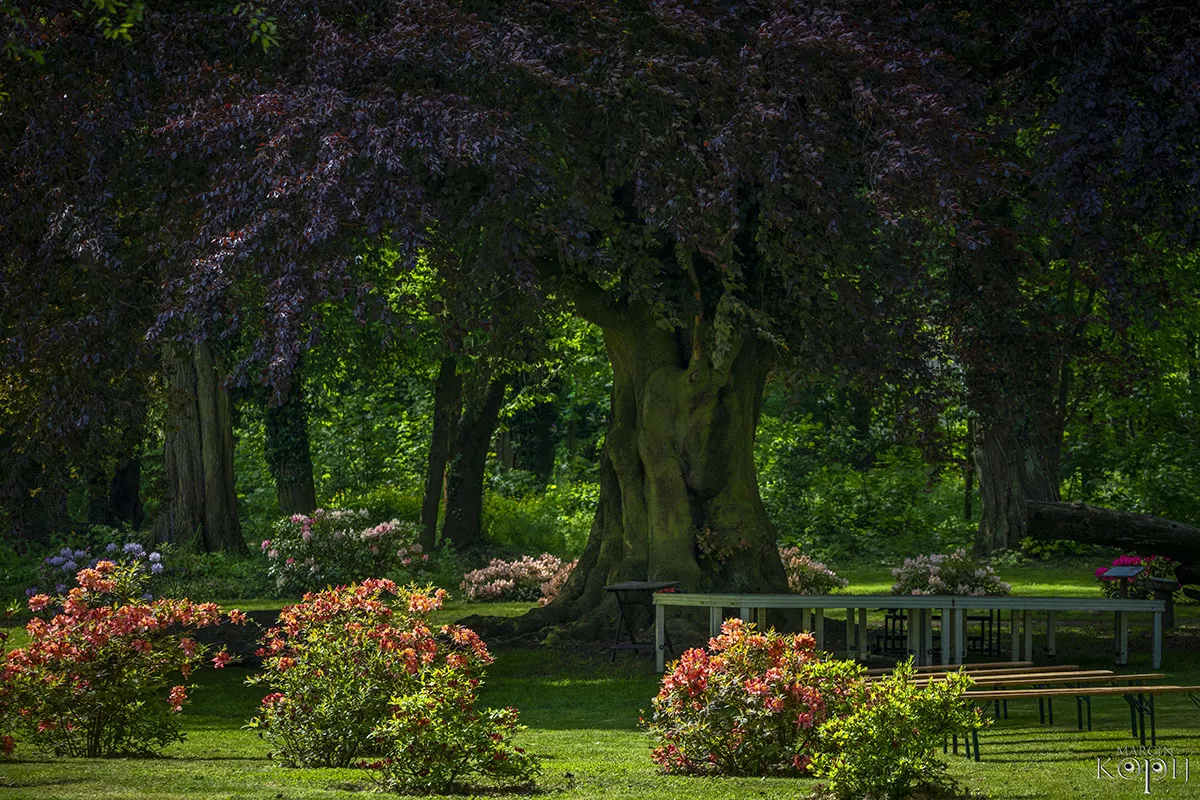 Park w Dalkowie z Europejskim Drzewem Roku 2025 - Serce Wzgórz Dalkowskich  