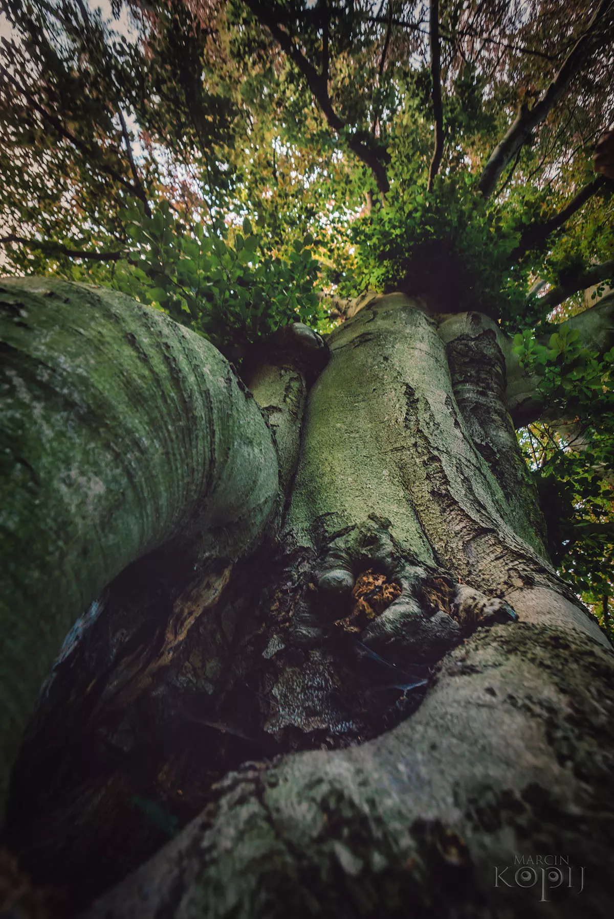 Park w Dalkowie z Europejskim Drzewem Roku 2025 - Serce Wzgórz Dalkowskich  