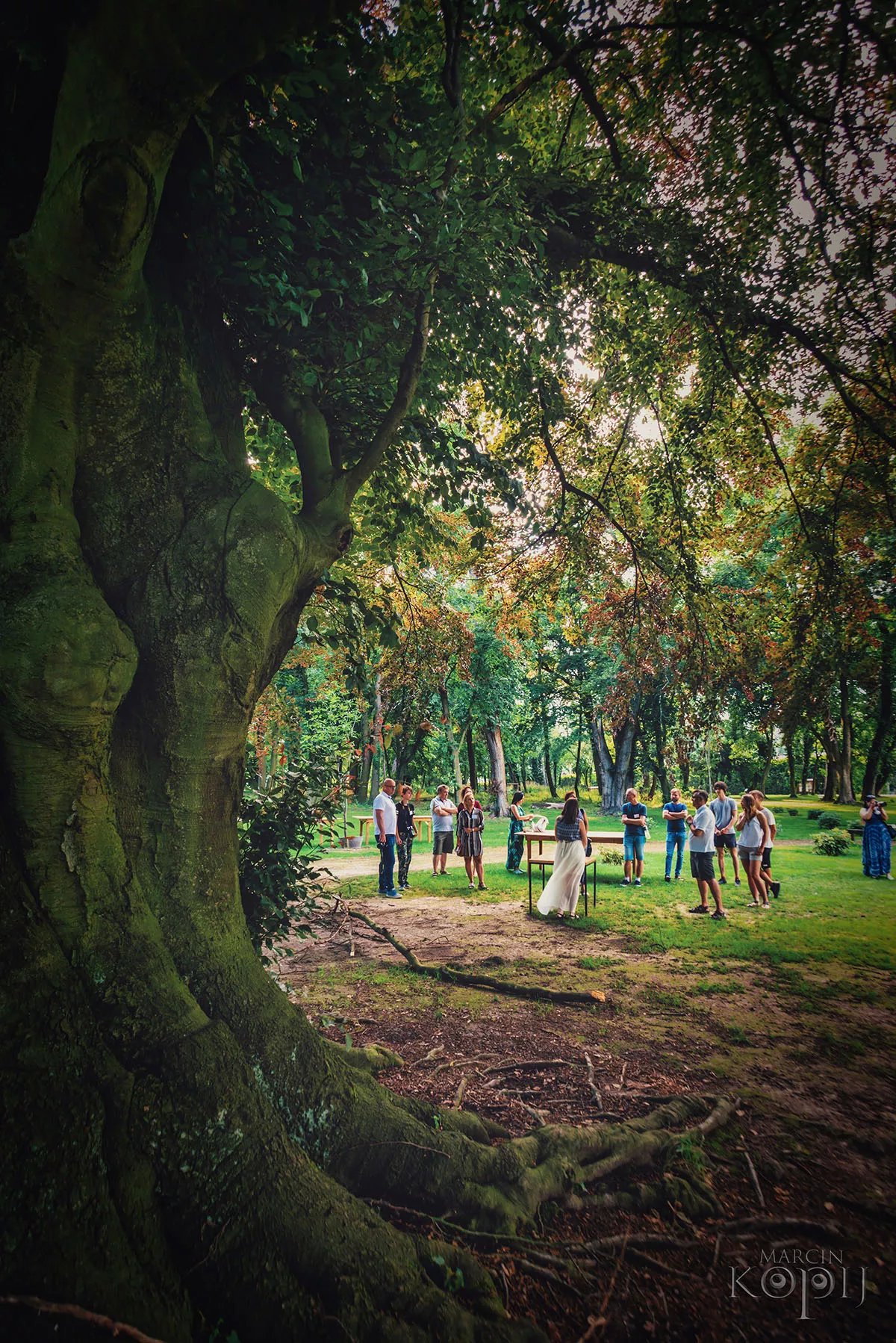 Park w Dalkowie z Europejskim Drzewem Roku 2025 - Serce Wzgórz Dalkowskich  