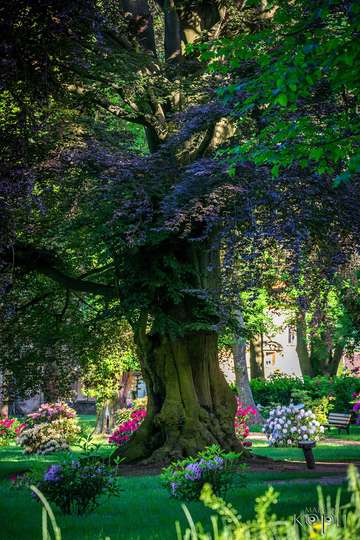 Park w Dalkowie z Europejskim Drzewem Roku 2025 - Serce Wzgórz Dalkowskich  