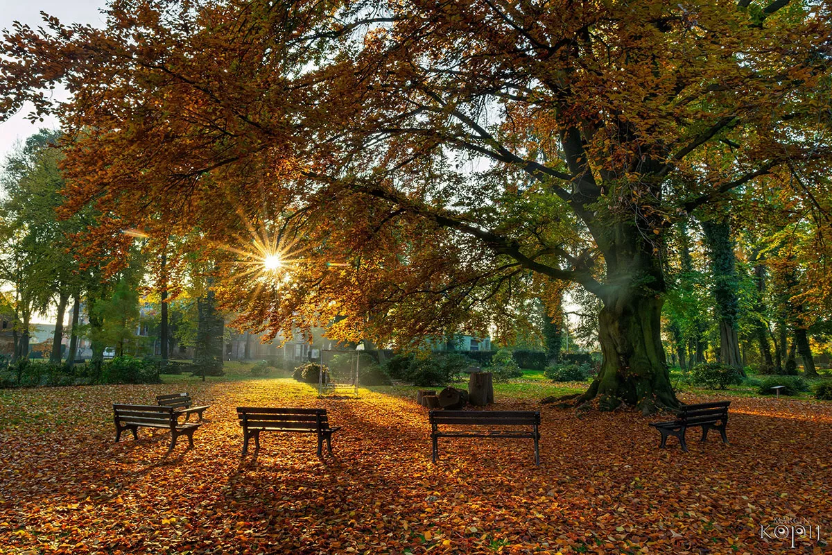 Park w Dalkowie z Europejskim Drzewem Roku 2025 - Serce Wzgórz Dalkowskich  