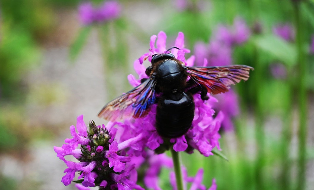 Czarna pszczoła w Ogrodach Zmysłów