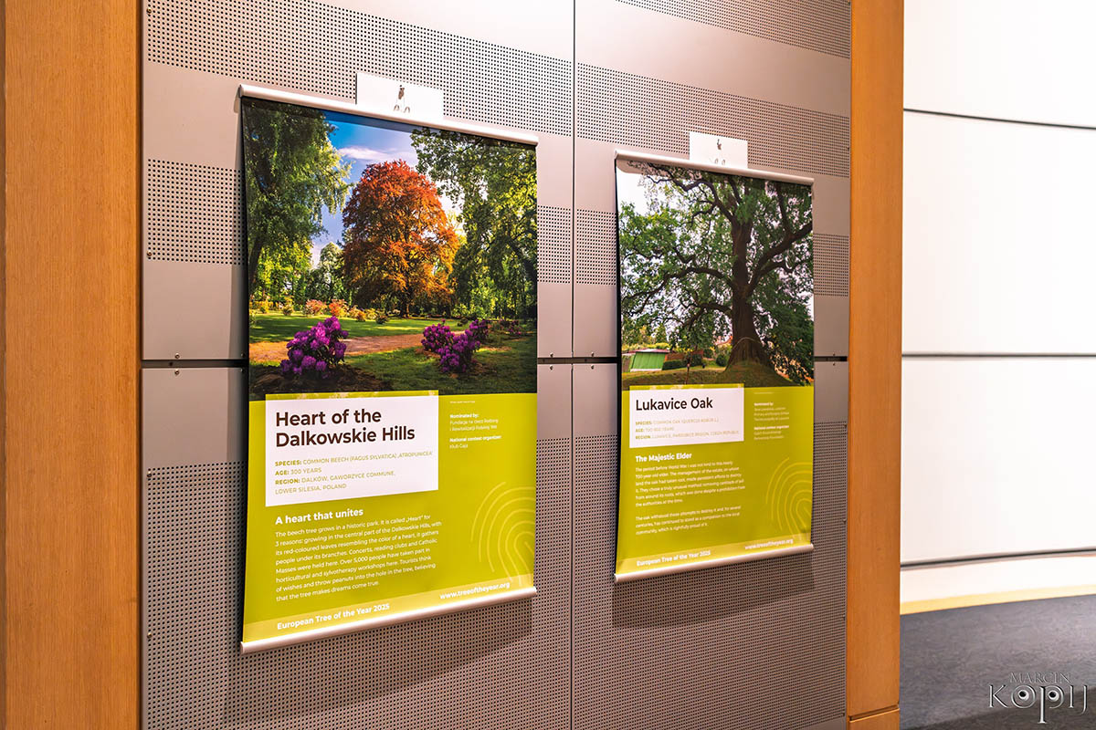 Park w Dalkowie z Europejskim Drzewem Roku 2025 - Serce Wzgórz Dalkowskich  