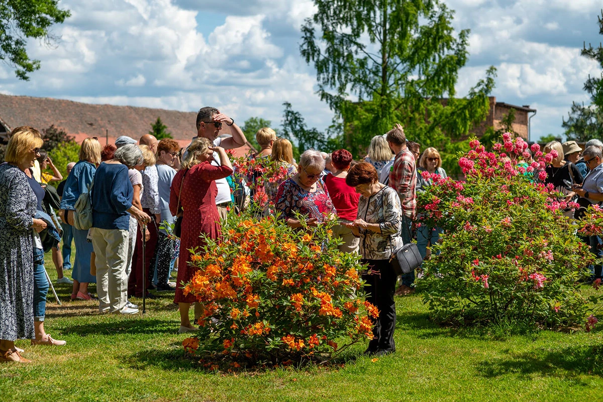2024 II Festiwal Kwitnących Azalii i Rododendronów