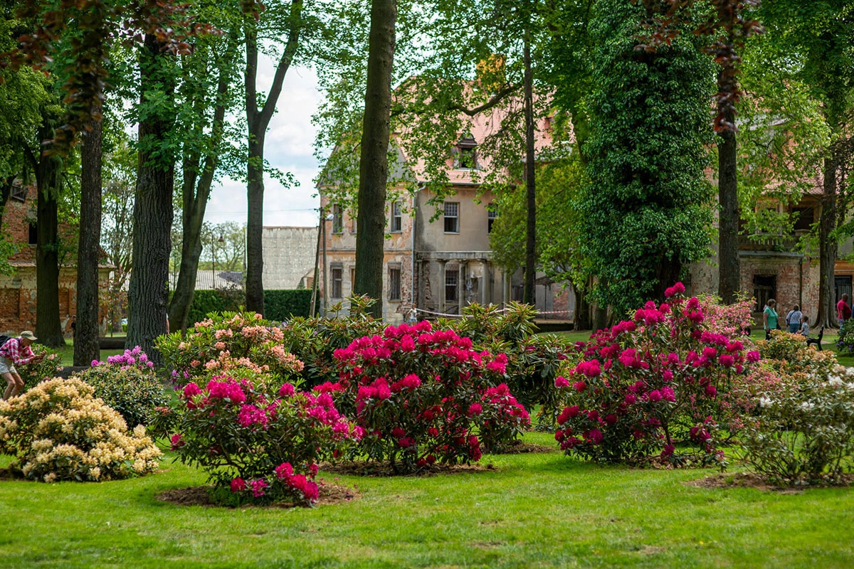 2024 II Festiwal Kwitnących Azalii i Rododendronów