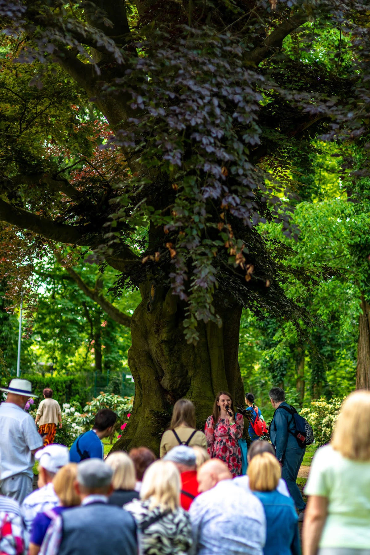 2024 II Festiwal Kwitnących Azalii i Rododendronów