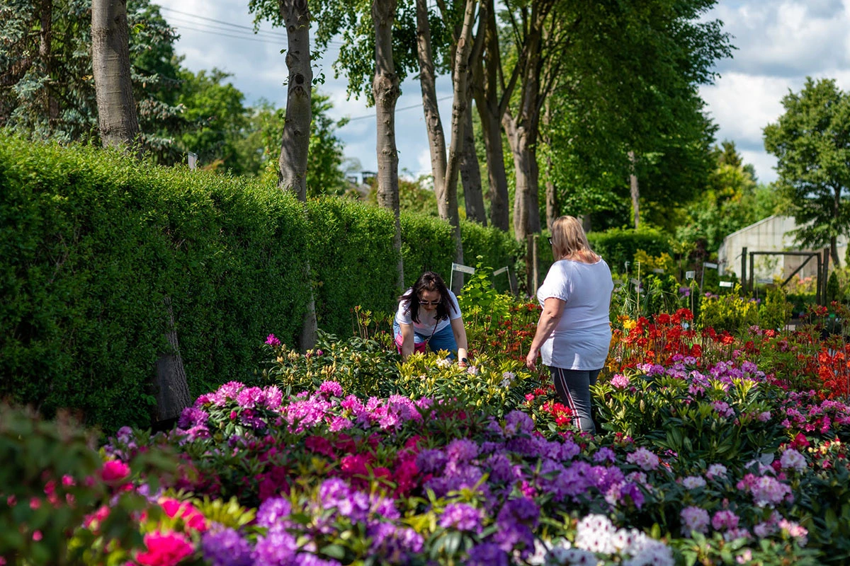 2024 II Festiwal Kwitnących Azalii i Rododendronów