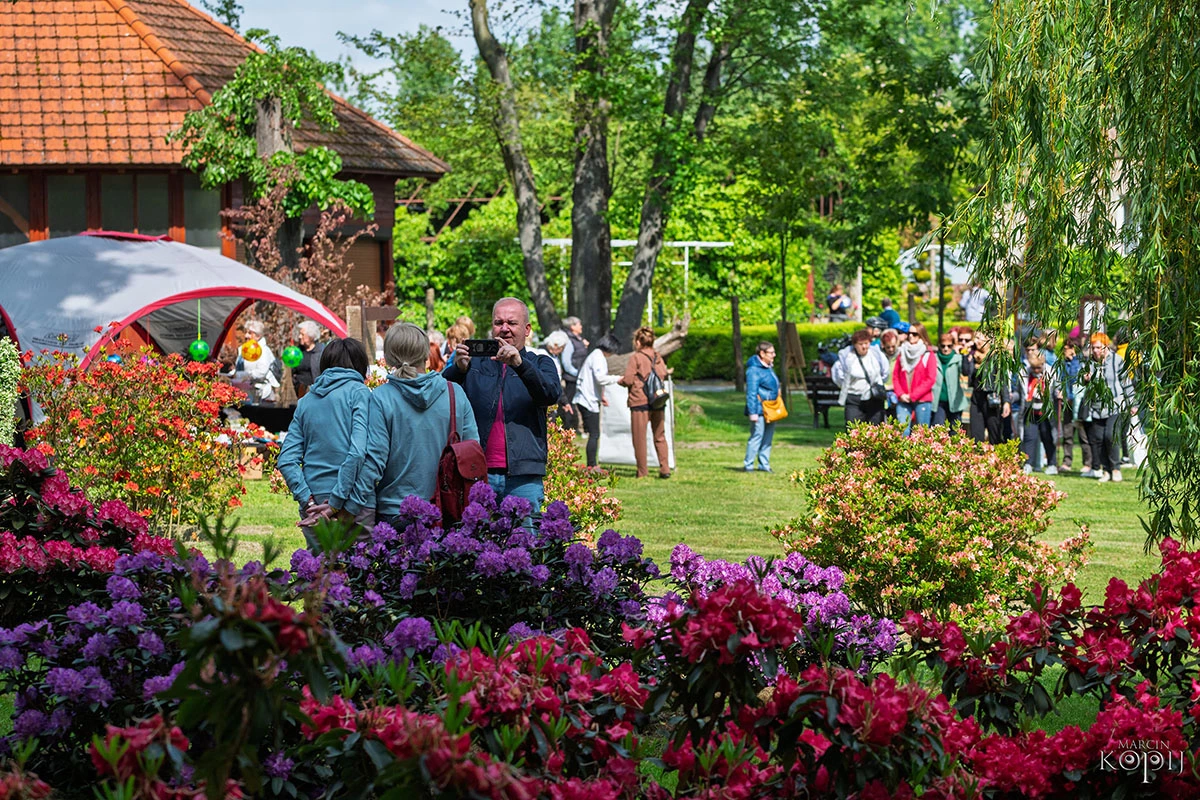 2025 III Festiwal Kwitnących Azalii i Rododendronów pod Europejskim Drzewem Roku 2025