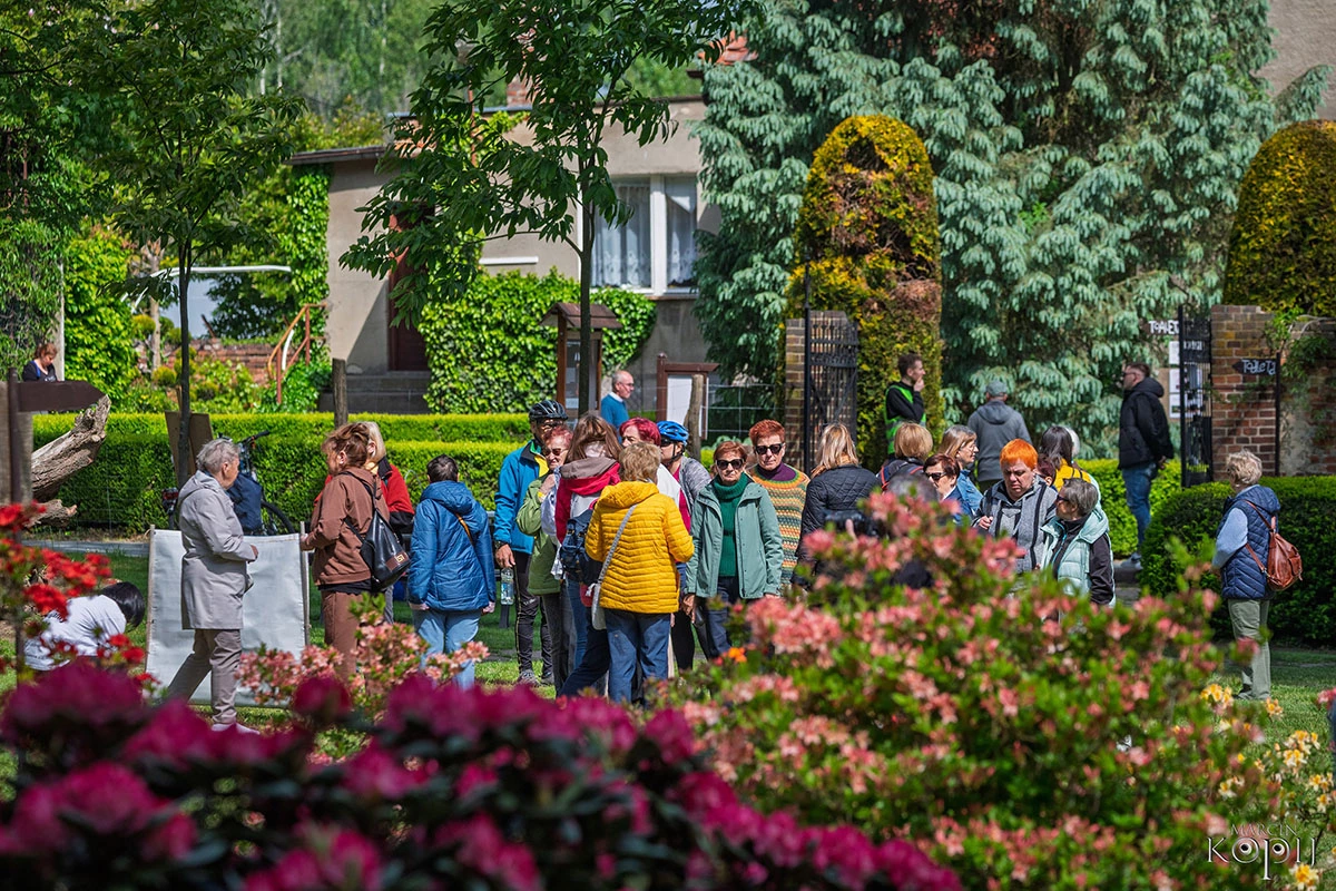 2025 III Festiwal Kwitnących Azalii i Rododendronów pod Europejskim Drzewem Roku 2025