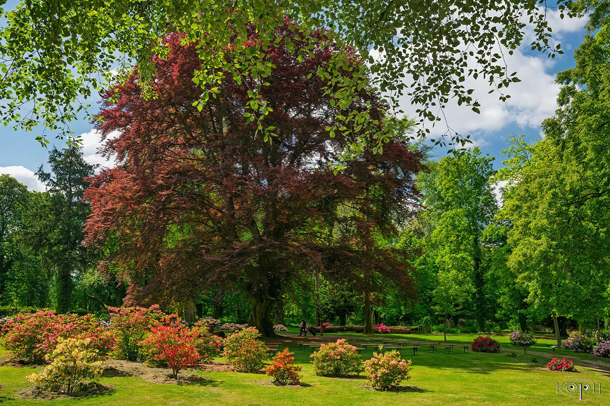 2025 III Festiwal Kwitnących Azalii i Rododendronów pod Europejskim Drzewem Roku 2025