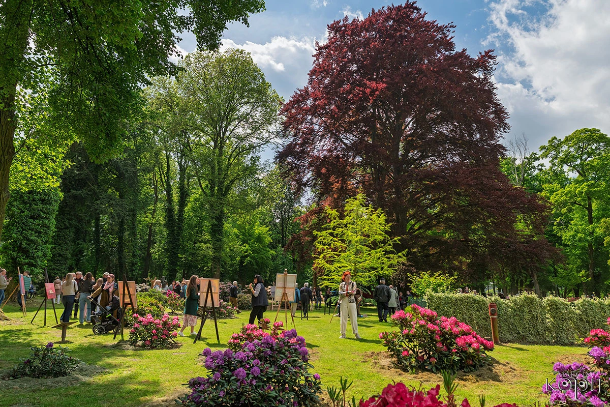 2025 III Festiwal Kwitnących Azalii i Rododendronów pod Europejskim Drzewem Roku 2025