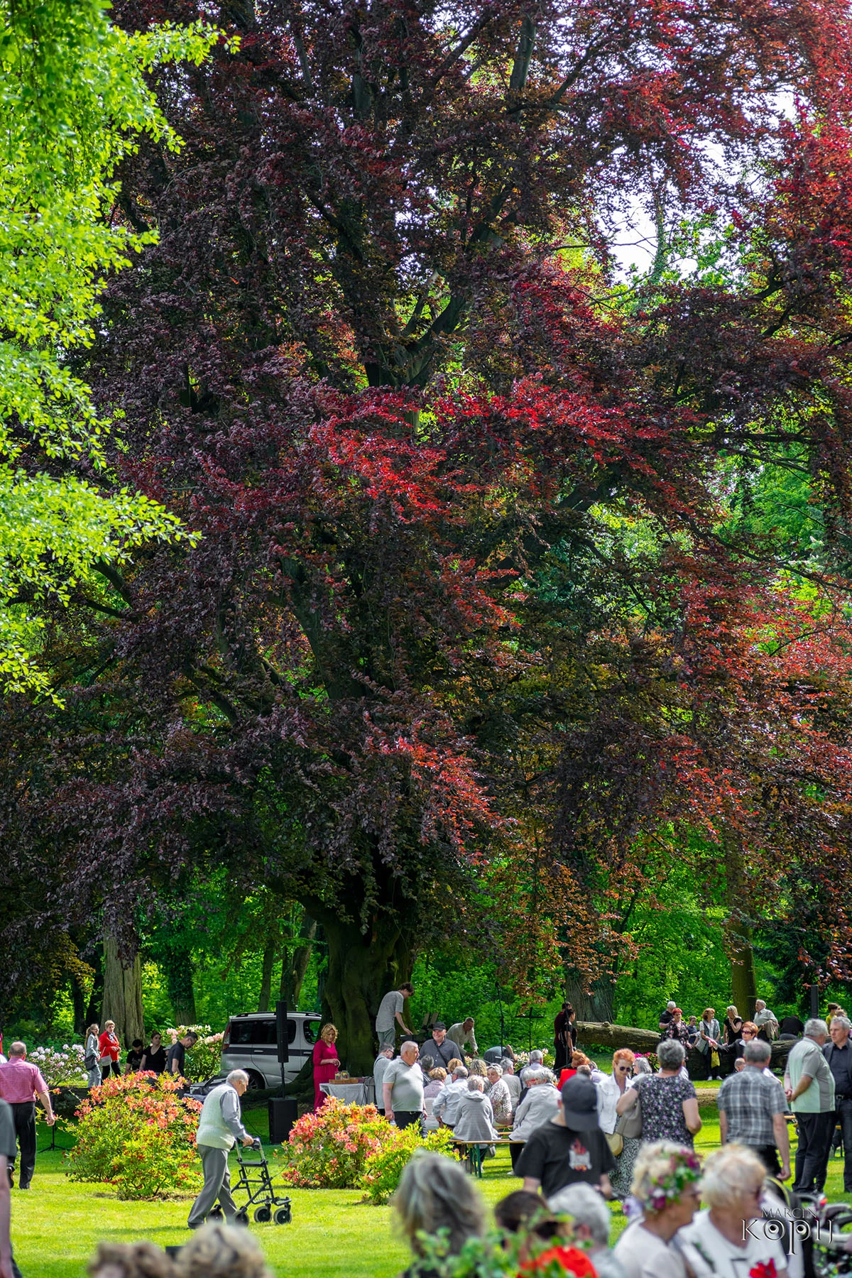 2023 I Festiwal Kwitnących Azalii i Rododendronów