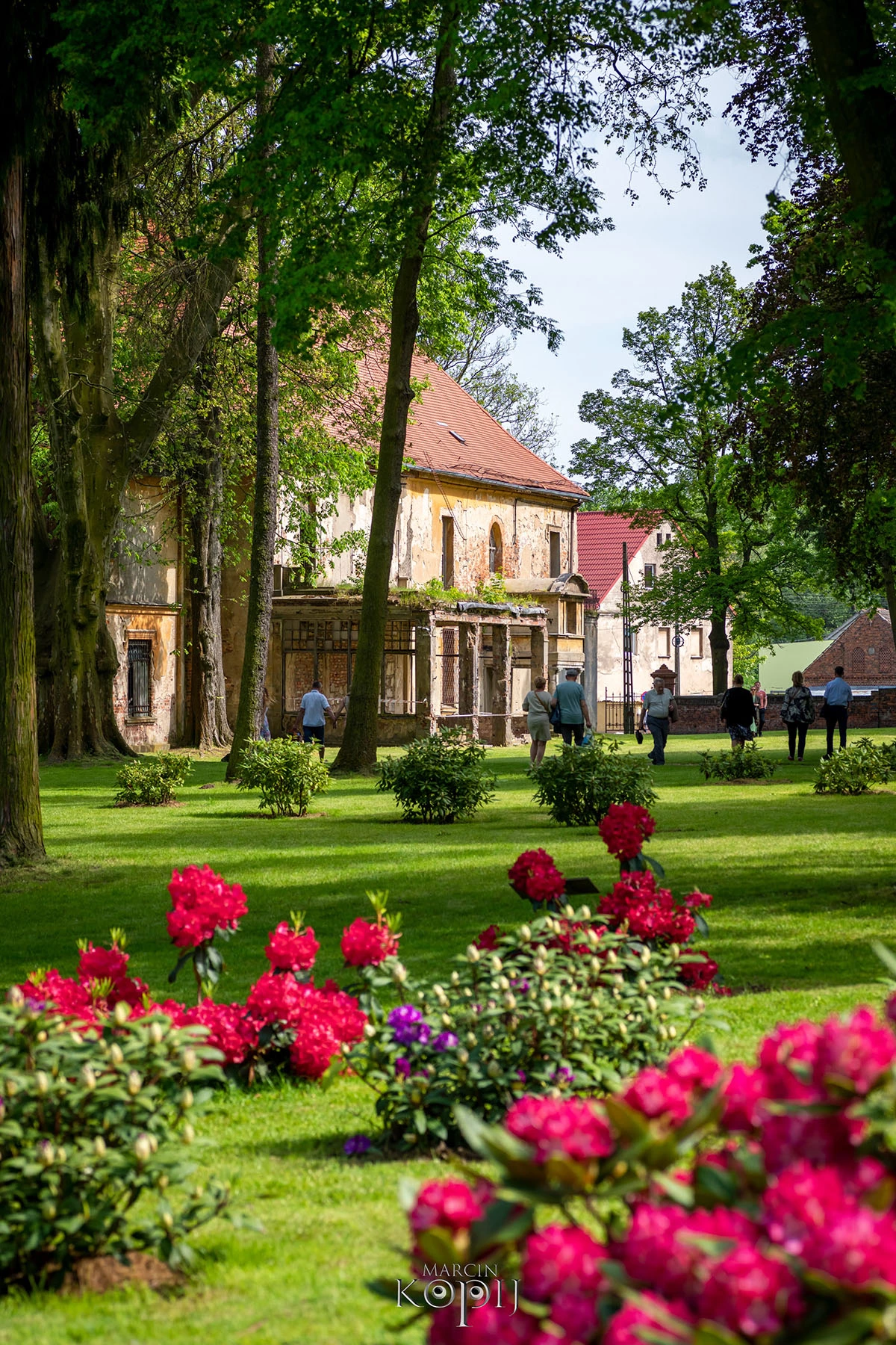 2023 I Festiwal Kwitnących Azalii i Rododendronów