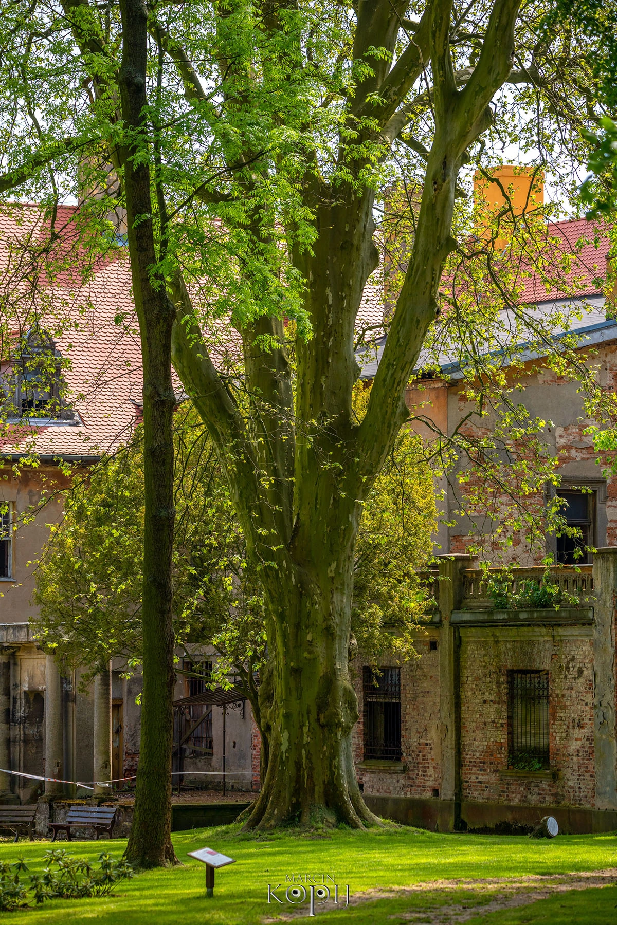 2023 I Festiwal Kwitnących Azalii i Rododendronów