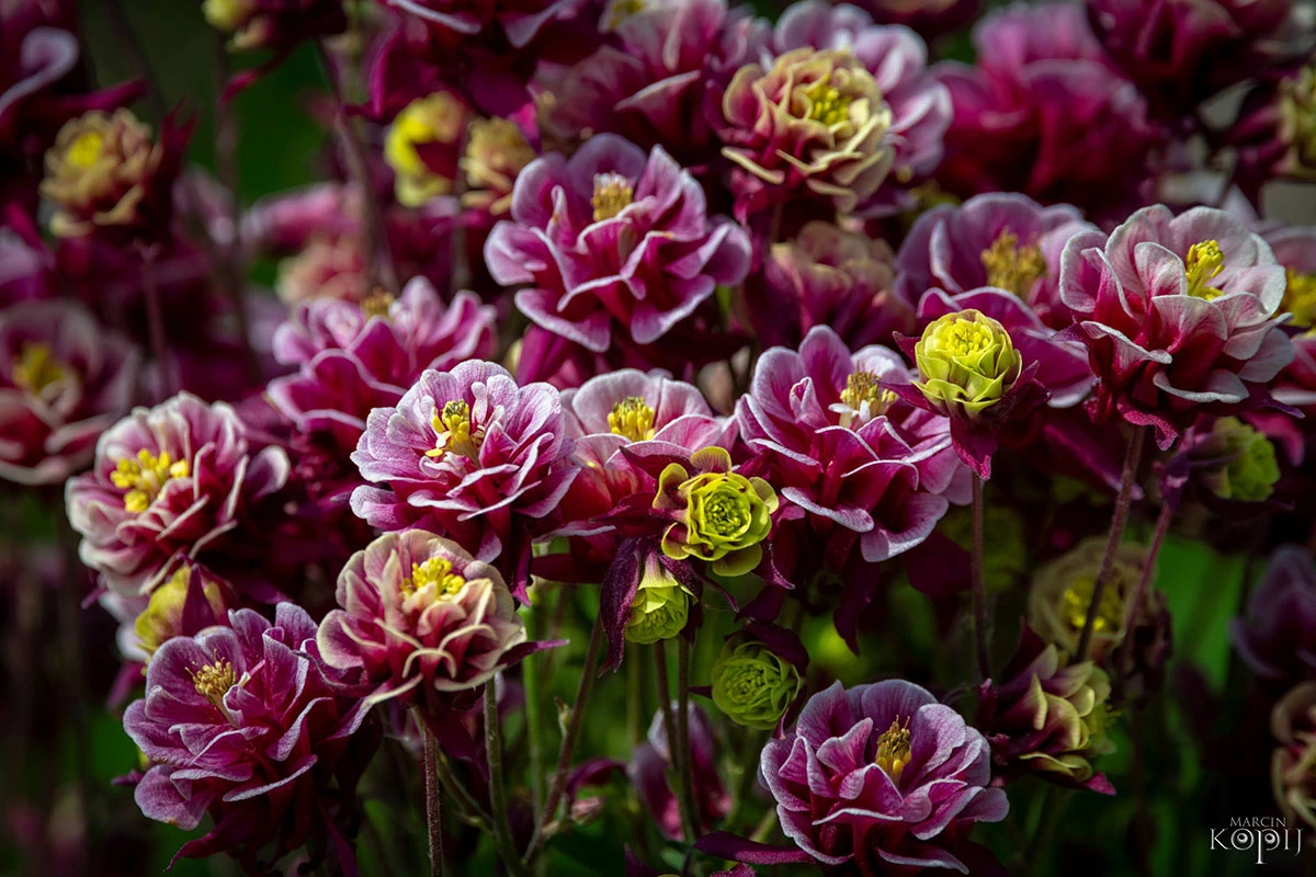 2023 I Festiwal Kwitnących Azalii i Rododendronów