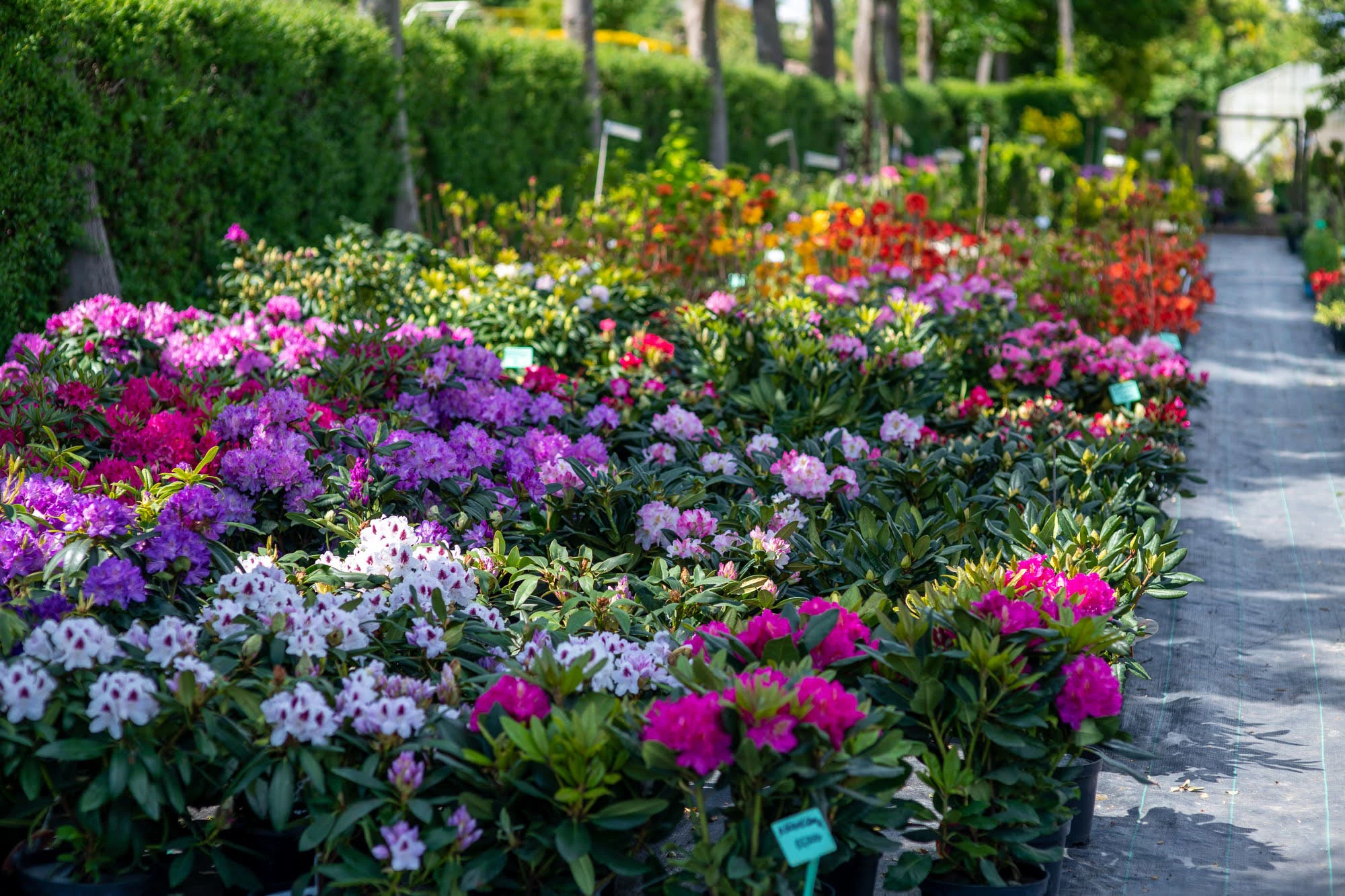 Festiwal-przy-Pałacu-w-Dalkowie