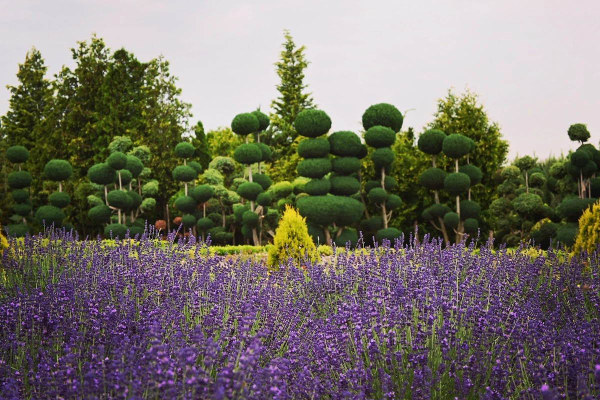 Wygląd Centrum Hortiterapii w lipcu