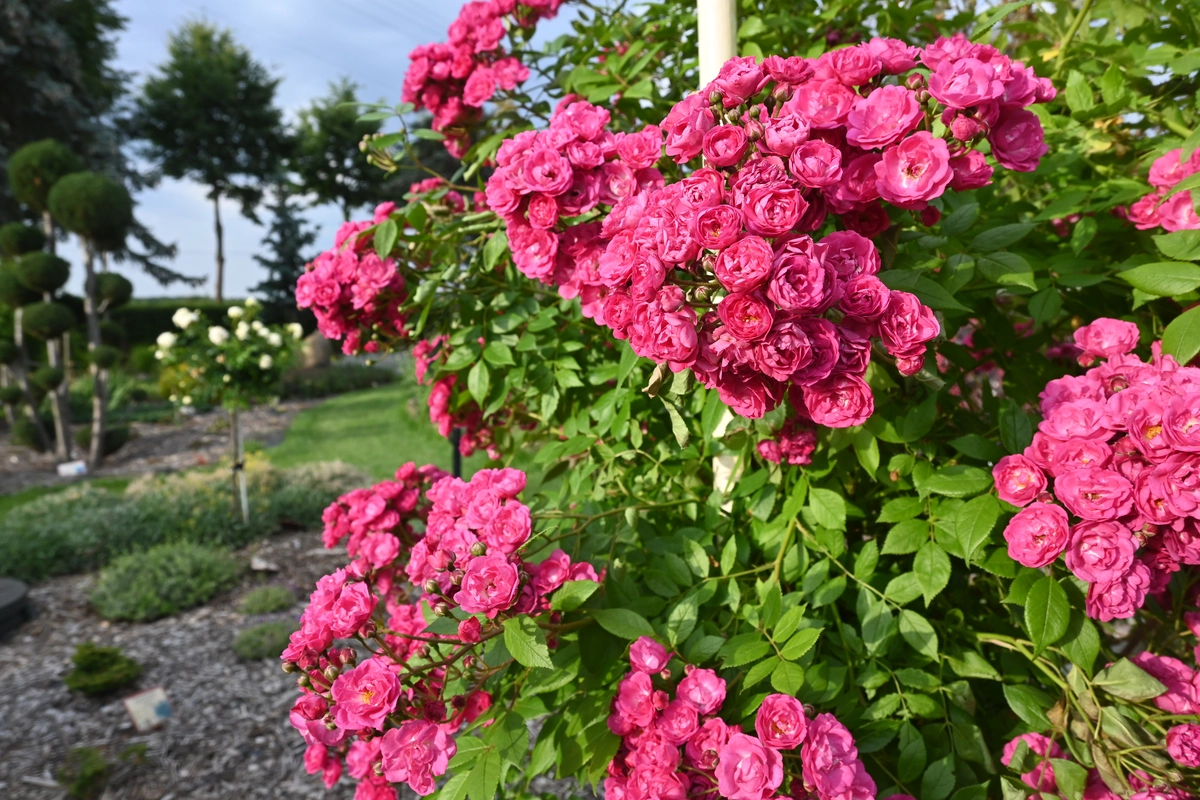 Wygląd Centrum Hortiterapii w lipcu