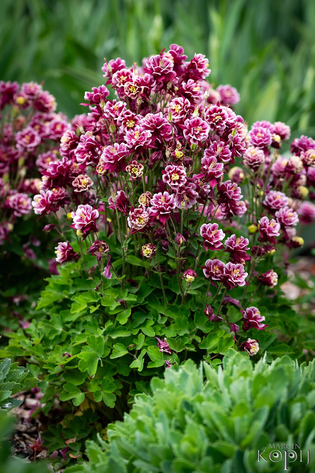 Centrum Hortiterapii