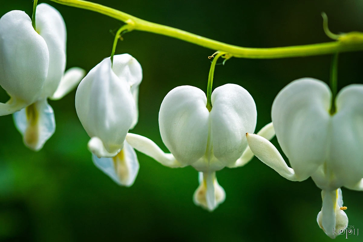 Centrum Hortiterapii - Ogrody Zmysłów