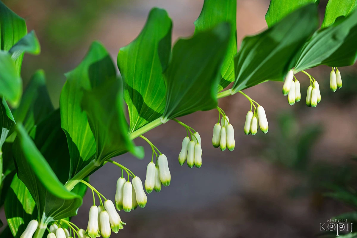 Centrum Hortiterapii - Ogrody Zmysłów