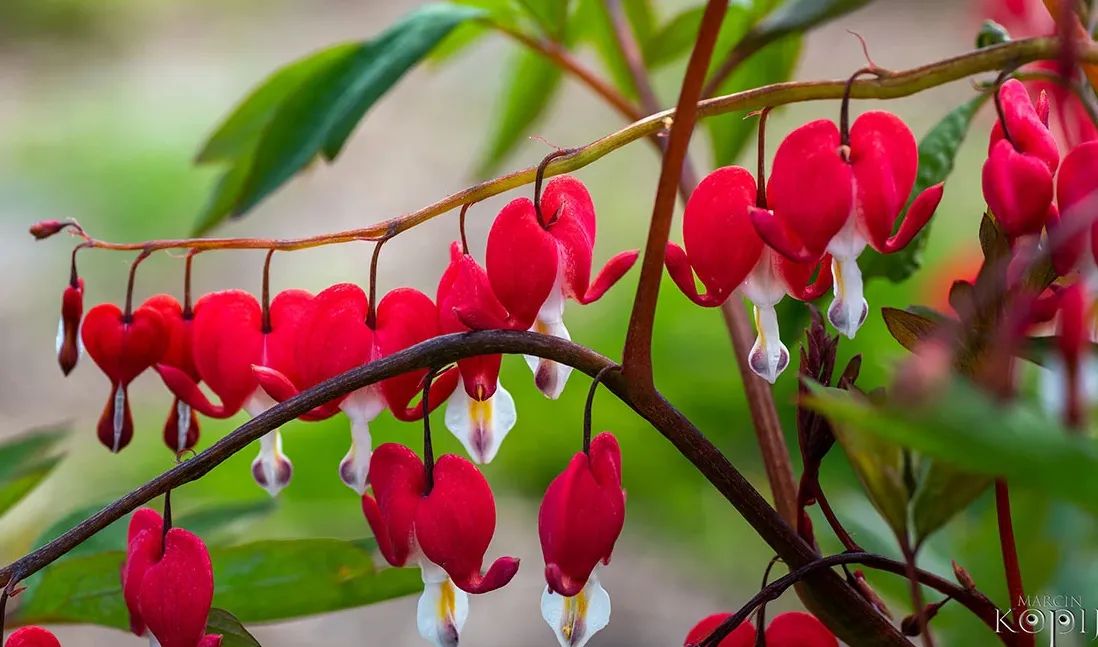 Centrum Hortiterapii