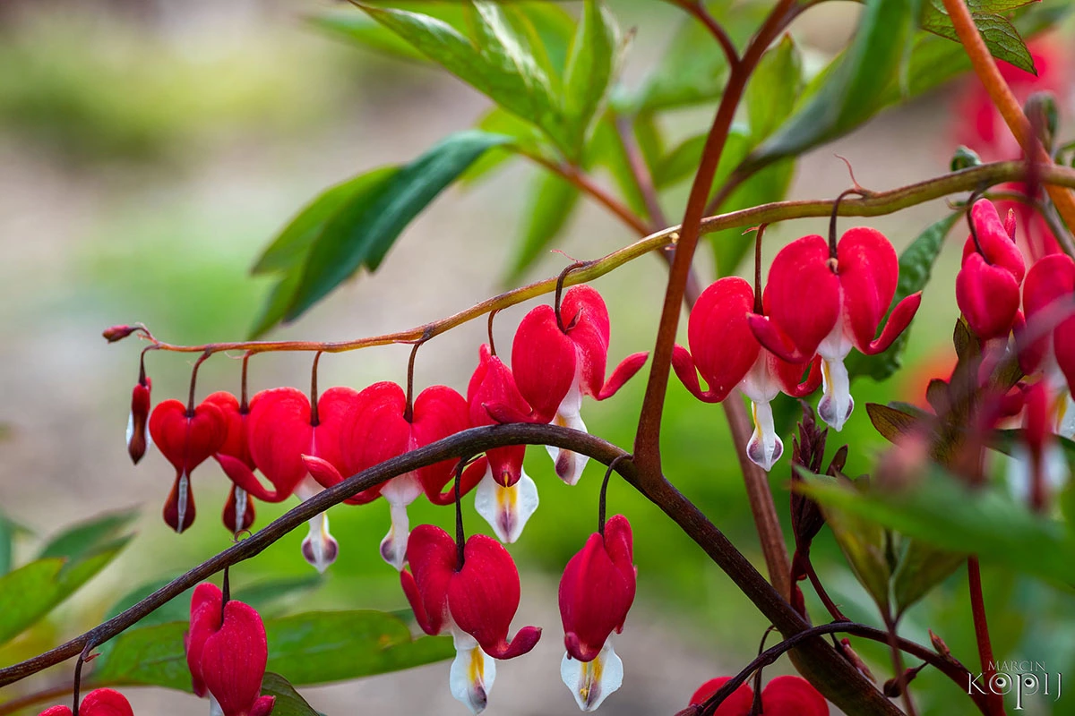 Centrum Hortiterapii - Ogrody Zmysłów