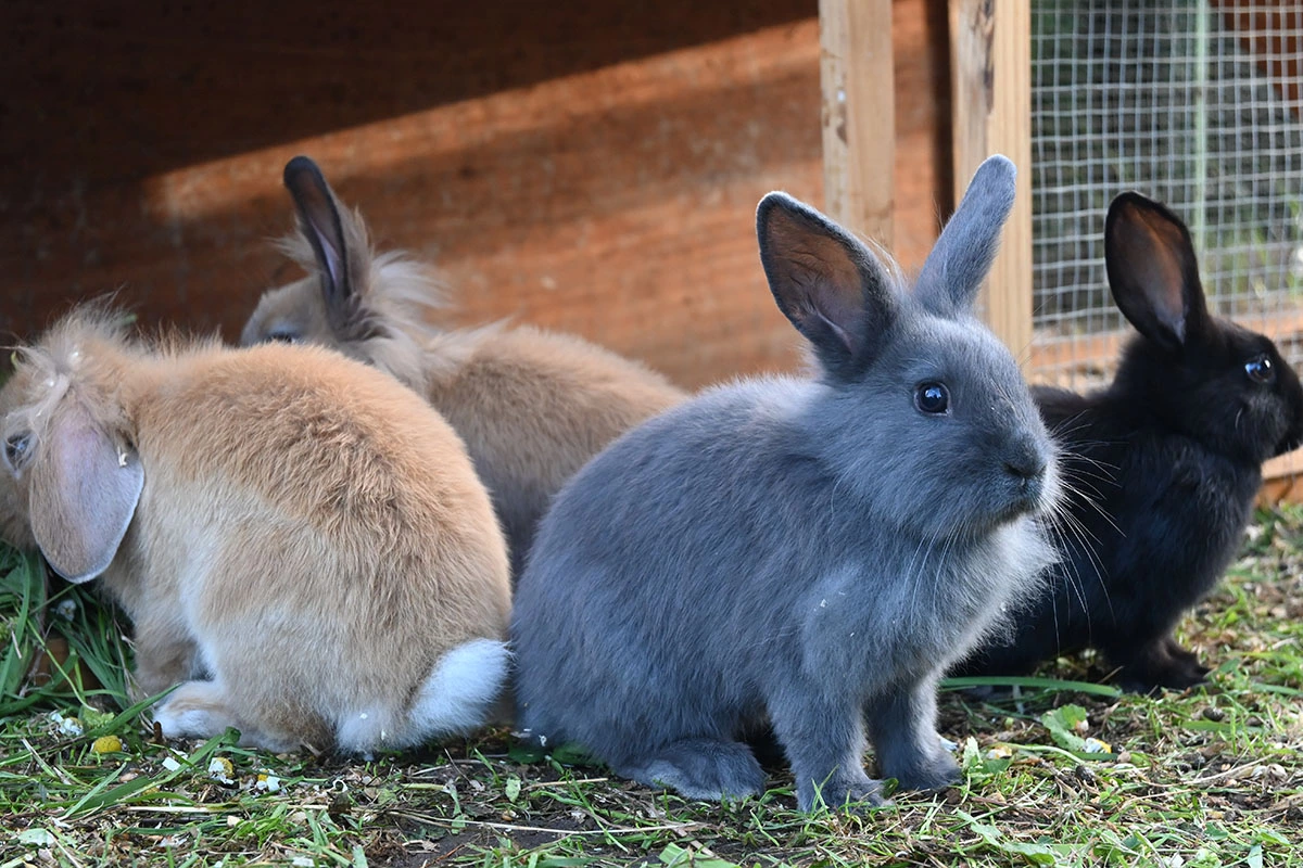 Centrum Hortiterapii