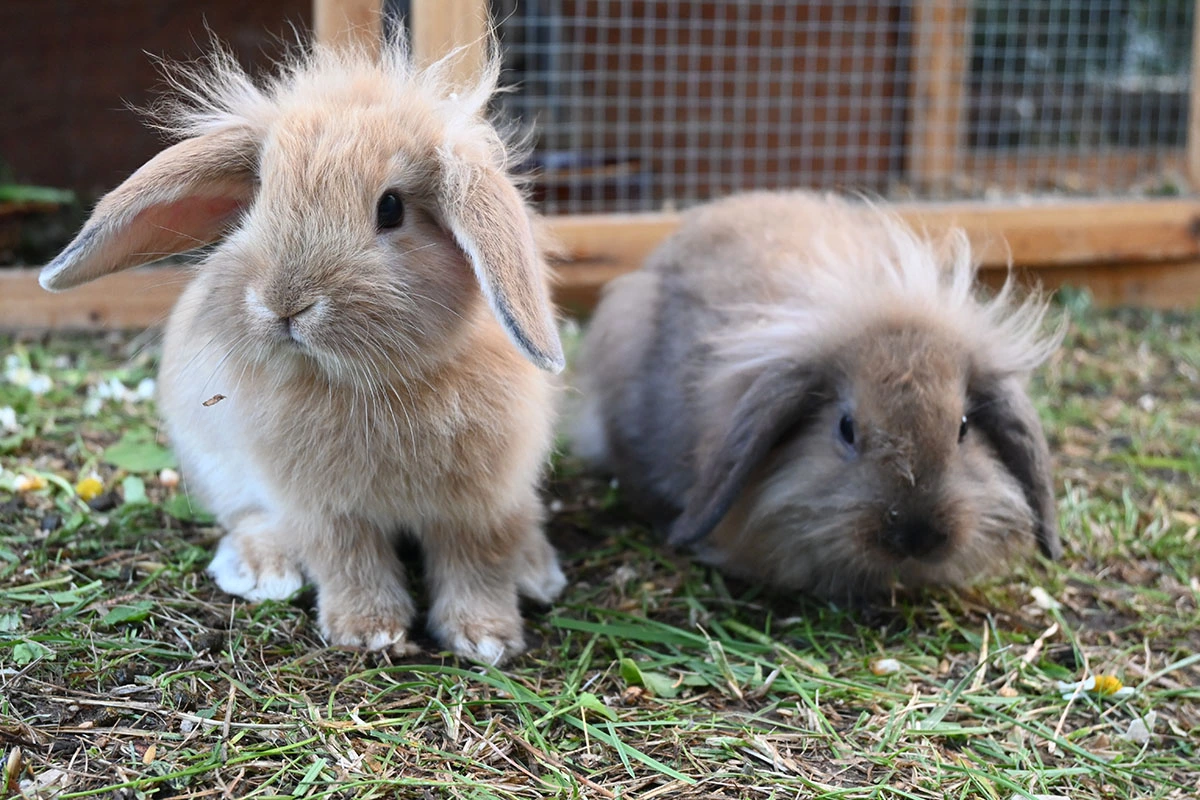 Króliczki w Ogrodach Zmyslów