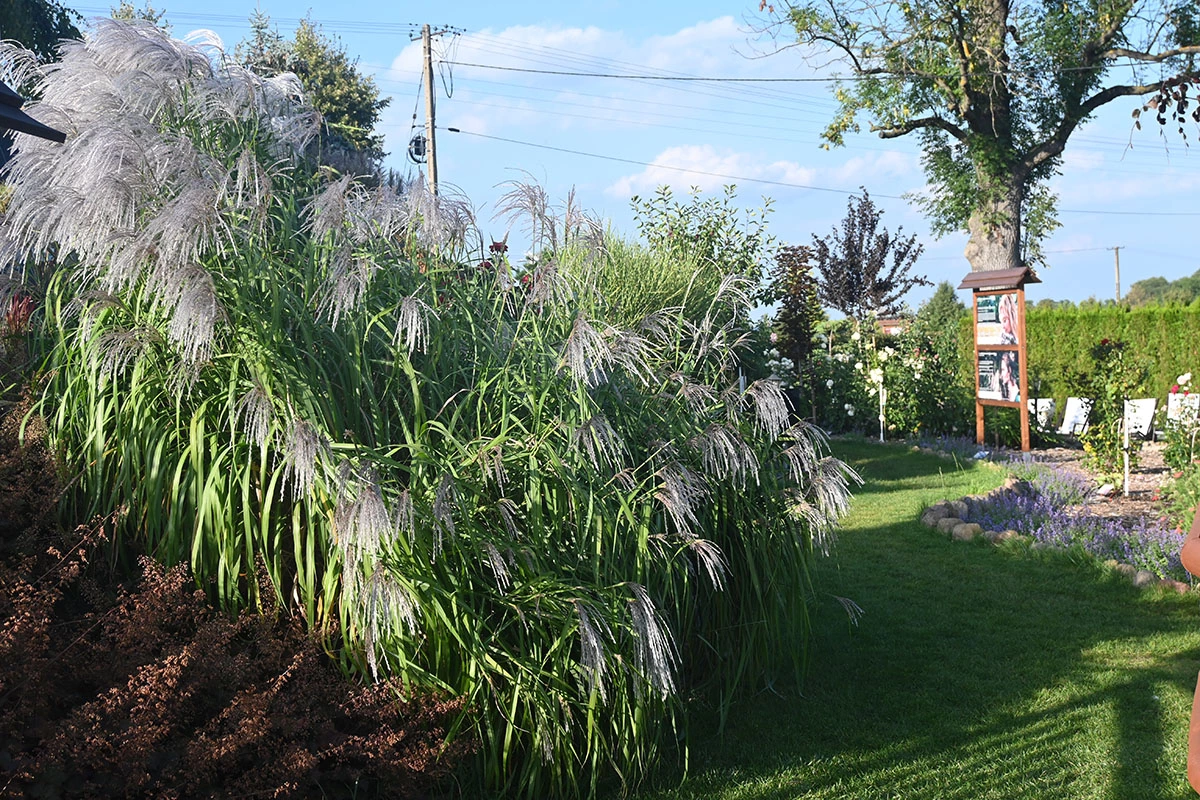 Centrum Hortiterapii - Ogrody Zmysłów