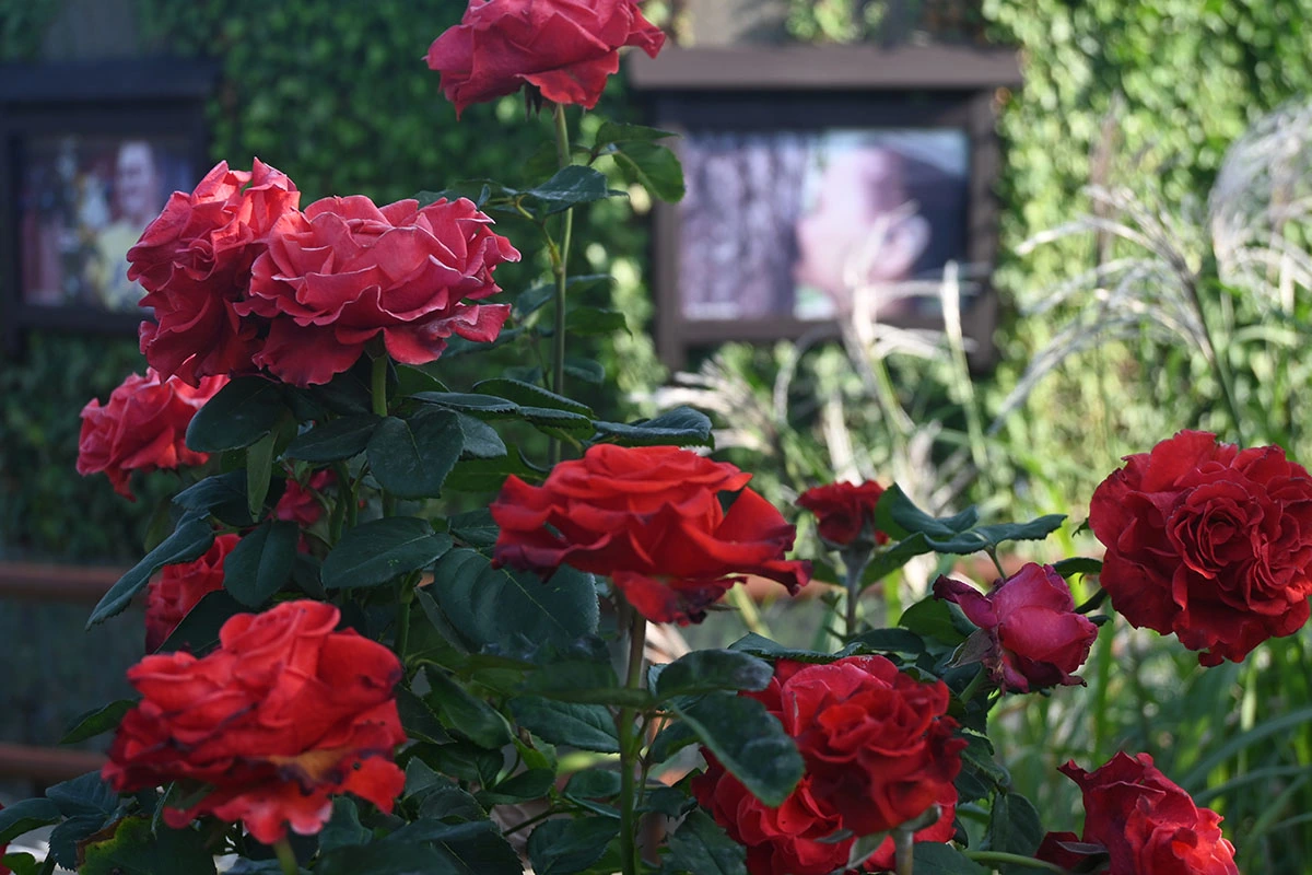 Centrum Hortiterapii - Ogrody Zmysłów