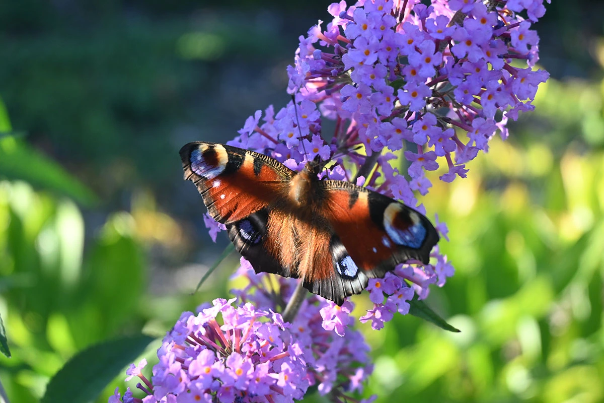 Centrum Hortiterapii - Ogrody Zmysłów