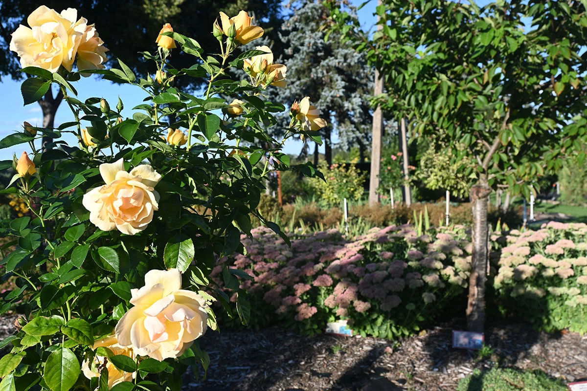 Centrum Hortiterapii - Ogrody Zmysłów