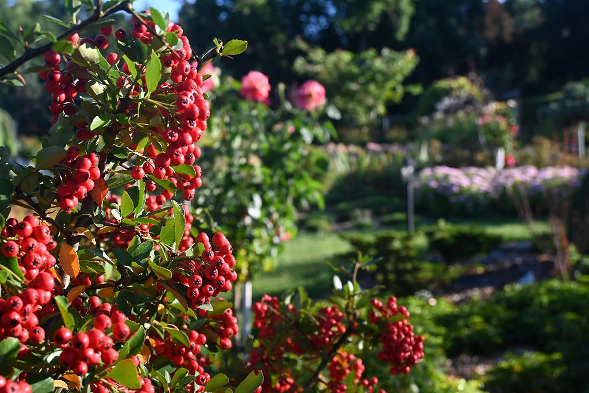 Centrum Hortiterapii - Ogrody Zmysłów