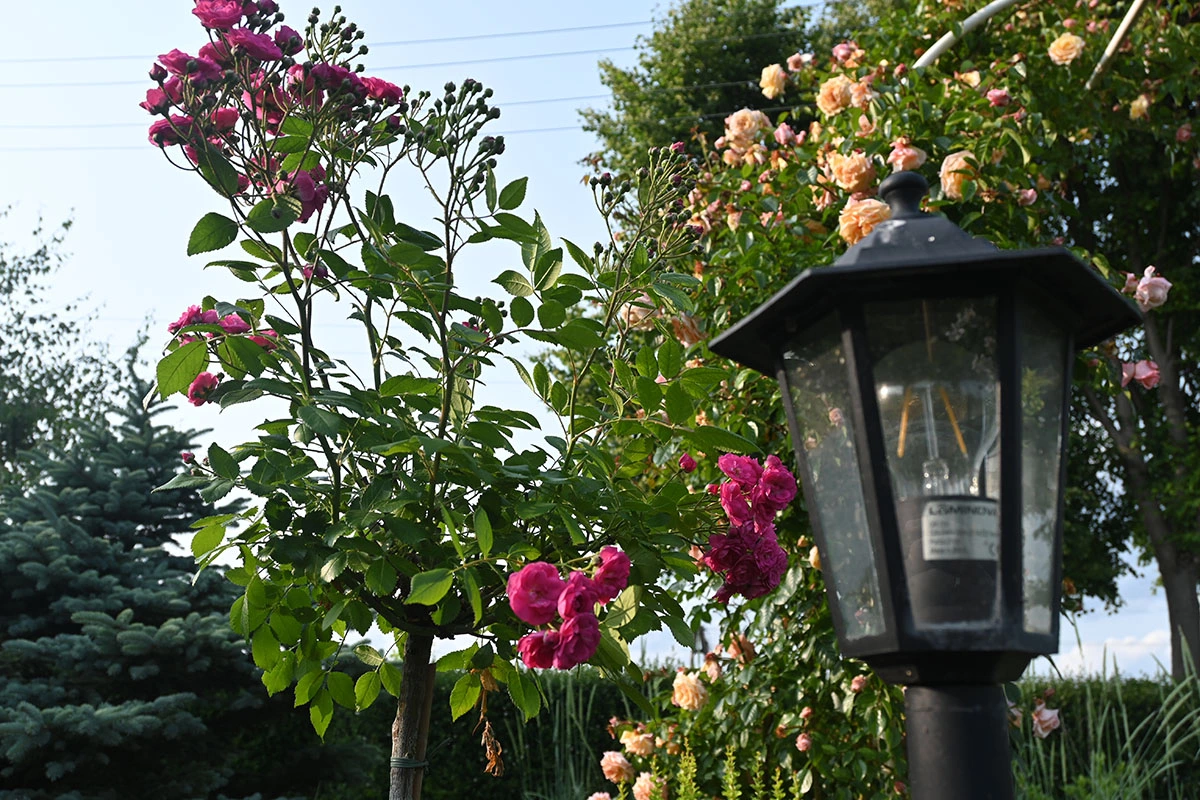 Centrum Hortiterapii - Ogrody Zmysłów