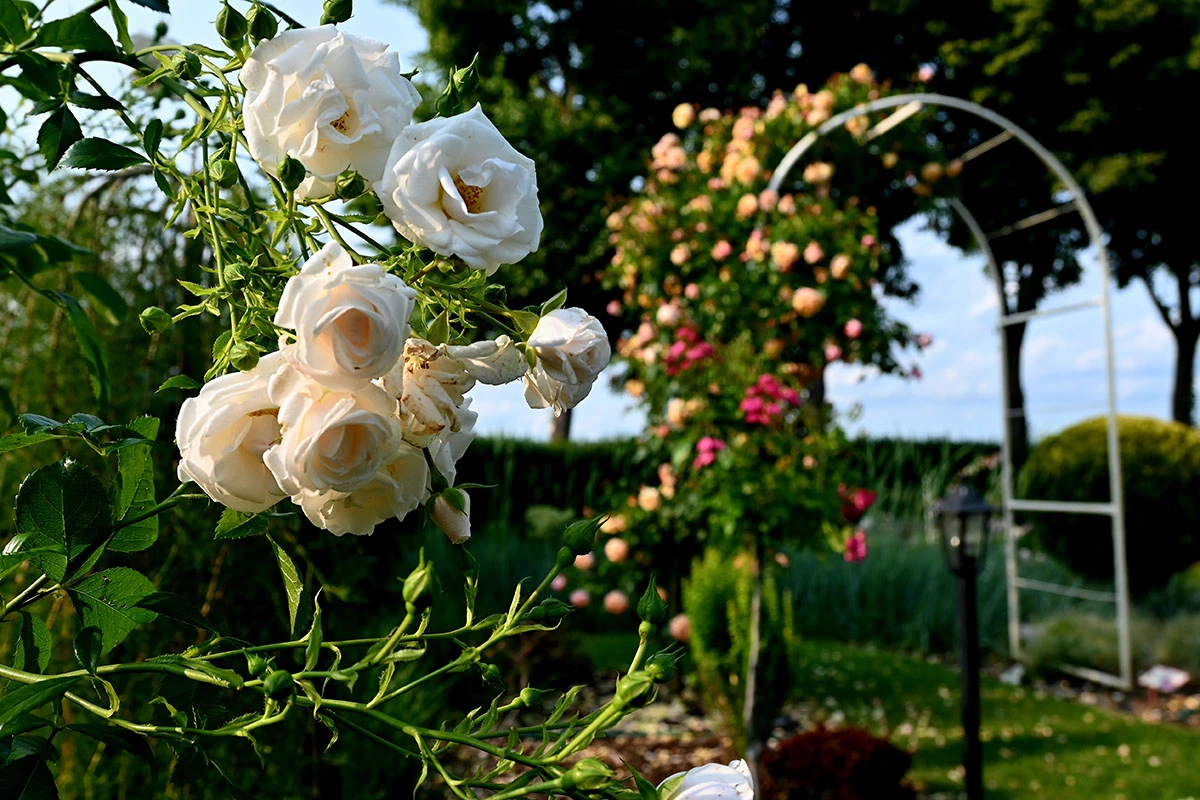 Centrum Hortiterapii - Ogrody Zmysłów