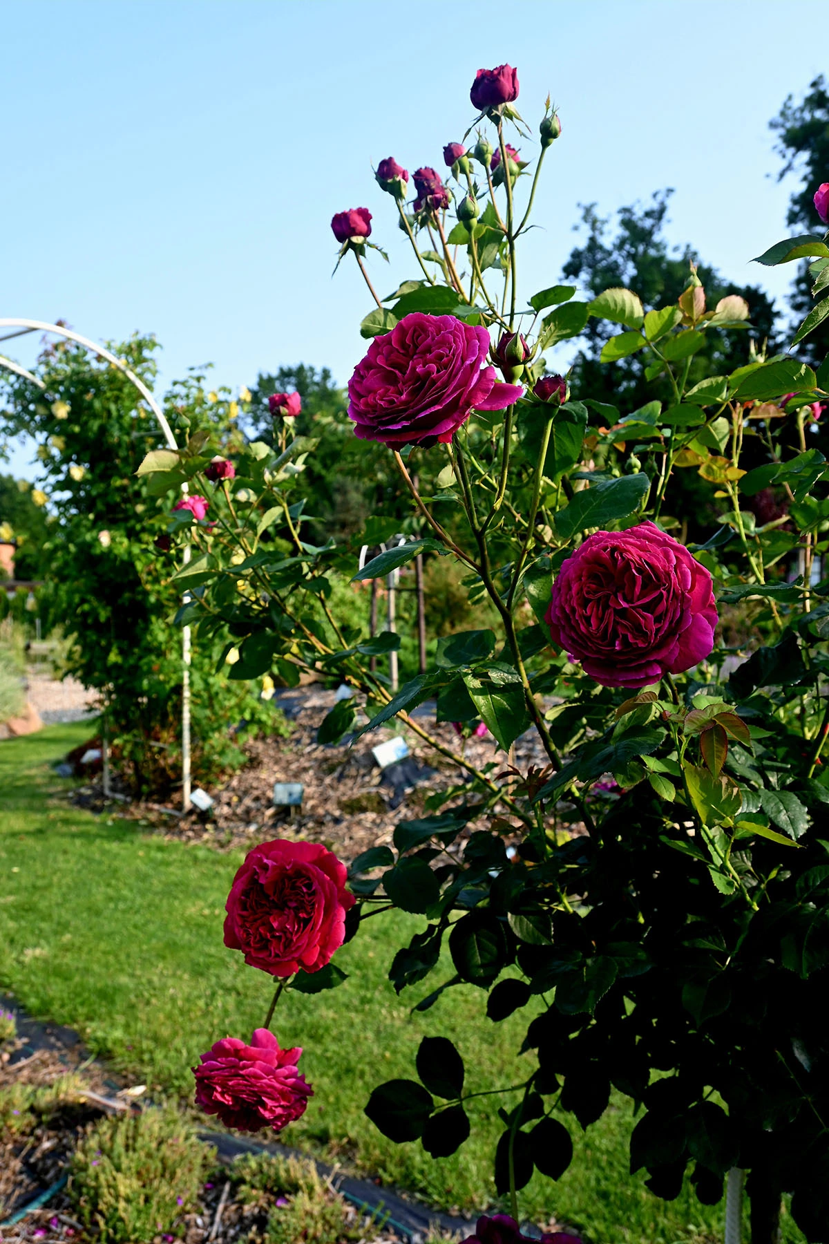 Centrum Hortiterapii - Ogrody Zmysłów