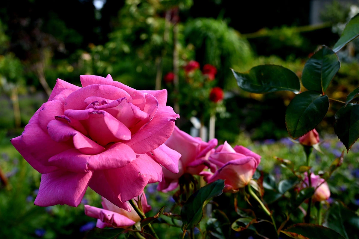 Centrum Hortiterapii - Ogrody Zmysłów
