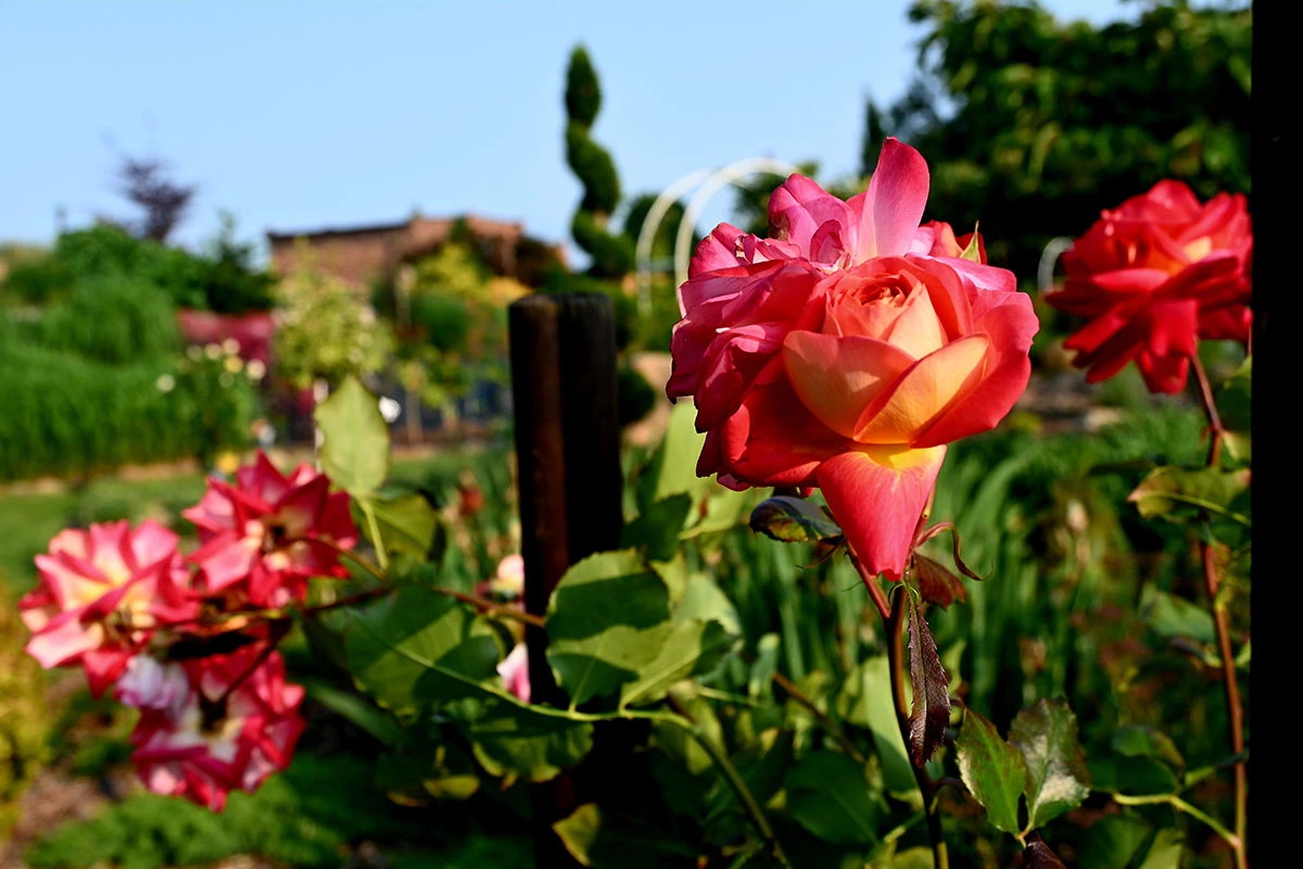 Centrum Hortiterapii - Ogrody Zmysłów