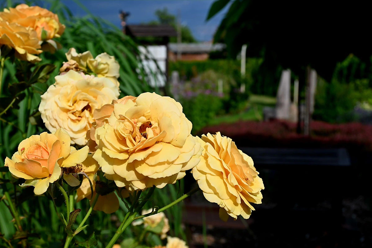 Centrum Hortiterapii - Ogrody Zmysłów